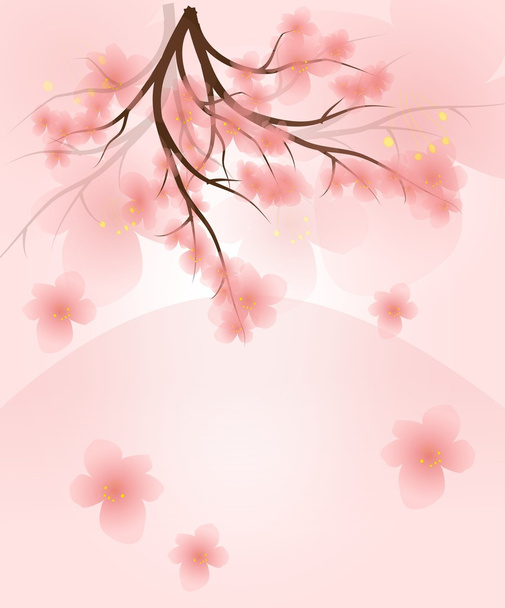 Cherry blossom tree - Foto, Imagem