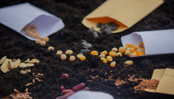 Semillas en bolsas en el suelo. preparación para la siembra de primavera. naturaleza - Foto, imagen