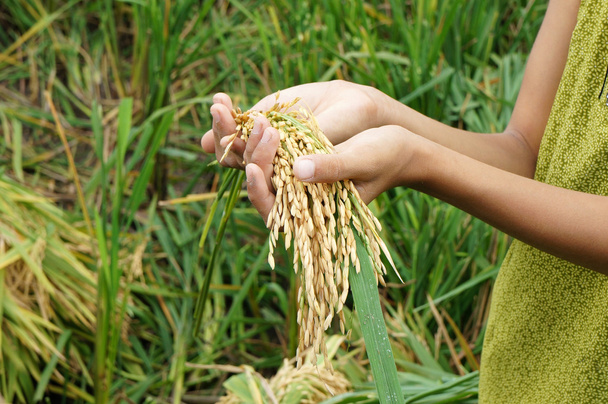 World food security, famine, Asia rice field - Photo, Image