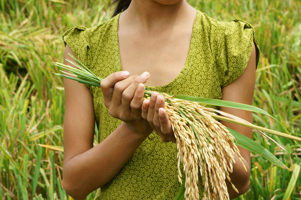 Світової продовольчої безпеки, голод, Азії рисові поля - Фото, зображення