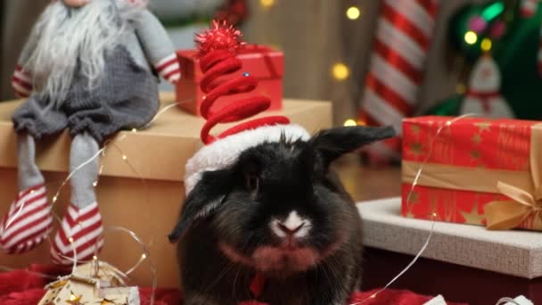 Śmieszne Boże Narodzenie króliczek wśród prezentów Wigilii - Materiał filmowy, wideo