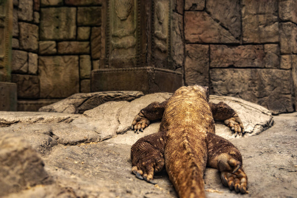 Komodo canavarı olarak da bilinen Komodo ejderhası ve Komodo gözlemcisi Las Vegas Bulvarı 'ndaki Mandalay Bay Resort ve Kumarhanesi' nde.. - Fotoğraf, Görsel