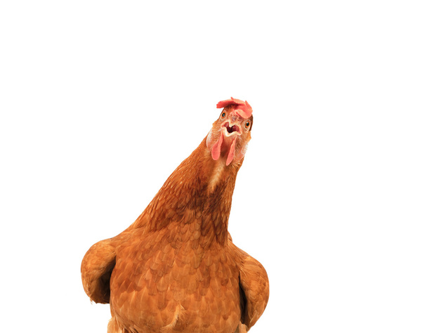 primer plano retrato completo cuerpo de marrón hembra huevos gallina de pie sh
 - Foto, Imagen