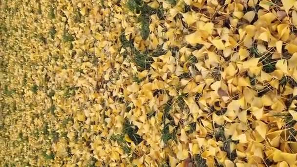 Detailní záběr listů ginga, které spadly na zem, selektivní zaměření. Žluté listy ginga na trávě, podzimní pozadí. Změna sezóny - Záběry, video