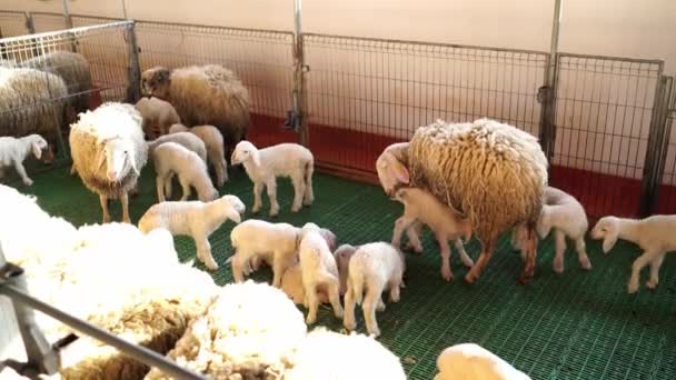 Pequeños corderitos blancos caminan alrededor de sus ovejas madre, agitando sus colas en el establo. Imágenes de alta calidad 4k - Metraje, vídeo