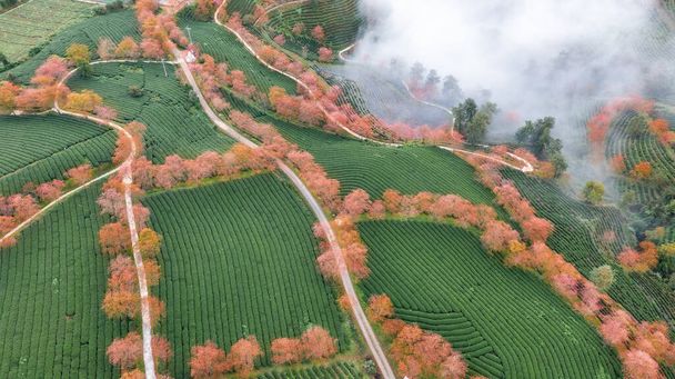Sapa, Vietnam 'da kiraz çiçeği ve çay tepesi. Sa Pa, Vietnam 'ın kuzeybatısındaki Lao Cai eyaletinin eski Sa Pa Bölgesi' nin sınır kasabası ve başkentidir. - Fotoğraf, Görsel