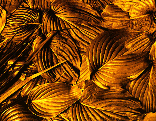 Texture abstraite des feuilles d'or, feuille de couleur de fond de nature - Photo, image