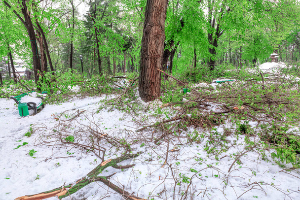 Весняний парк після снігопаду і шторму, що пропонує сцену, яка збалансовує красу оновлення з доказами природних випробувань - Фото, зображення