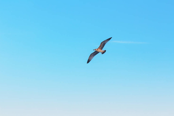 Samotna mewa wznosząca się nad żywym błękitnym niebem. Ptak ze skrzydłami rozpościerają się chwytając światło słoneczne tworząc uderzającą sylwetkę na lazurowym tle - Zdjęcie, obraz