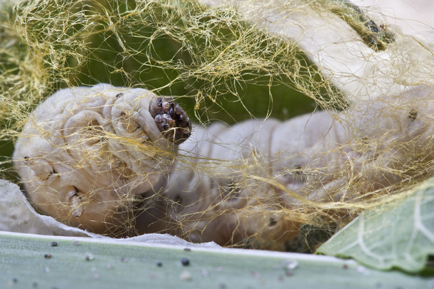 Ilkworm maken cocoon op groen Mulberry blad - Foto, afbeelding