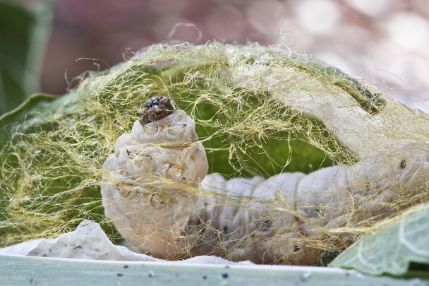 Silkworm make cocoon on Green Mulberry Leaf - Photo, Image