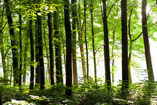 Bela floresta verde
 - Foto, Imagem