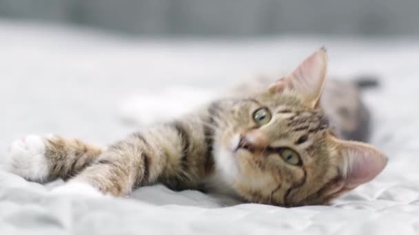 Lindo gatito toby gira de lado a lado. El gato disfruta en una hermosa cama gris. Imágenes de alta calidad 4k - Metraje, vídeo