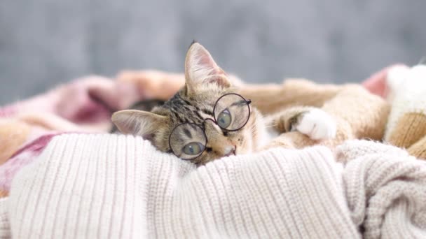 Eine Katze mit Brille liegt in einem Strickkorb. Kluge Katze. Bildschirmschoner für Werbetraining. Hochwertiges 4k Filmmaterial - Filmmaterial, Video