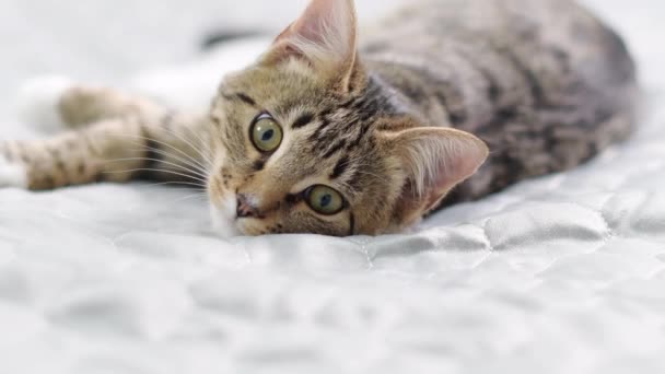 Kissa metsästää lähikuvaa. Kiva tabby-kissa. Laadukas 4k kuvamateriaalia - Materiaali, video