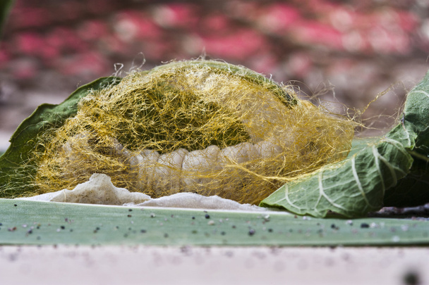 Ver à soie faire cocon sur feuille de mûrier vert
 - Photo, image
