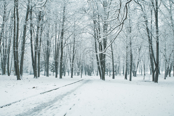 orman doğa kar ahşap arka plan ağaç - Fotoğraf, Görsel