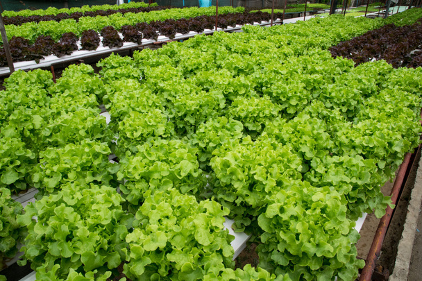 hydroponicznych warzyw uprawy w szklarni  - Zdjęcie, obraz