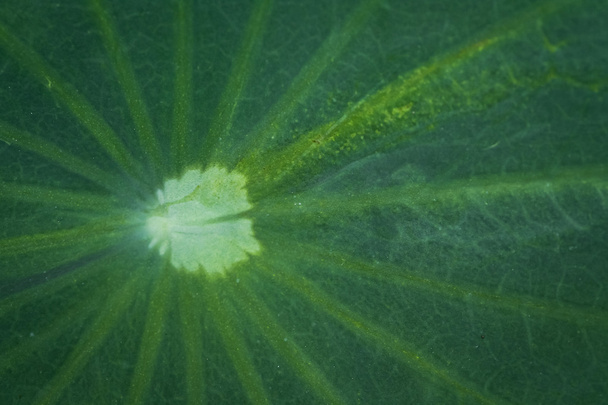 leaf of lotus. - Фото, изображение