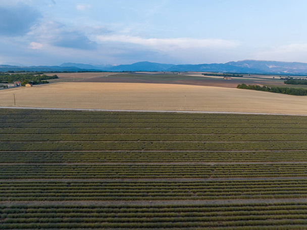 Levandulové pole podél náhorní plošiny Valensole, Brunet, Alpes-de-Haute-Provence, Francie, Evropa. - Fotografie, Obrázek