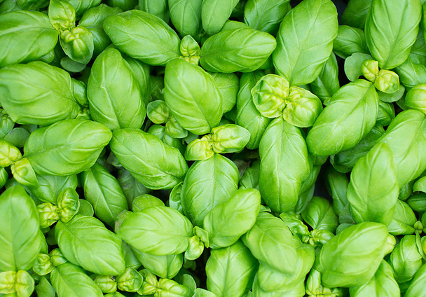 Folhas verdes de manjericão fresco para pratos mediterrânicos
 - Foto, Imagem