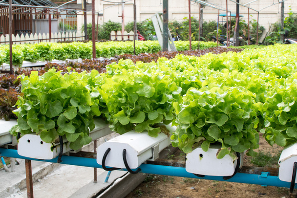 uprawa hydroponiki zielone warzywa w gospodarstwie - Zdjęcie, obraz