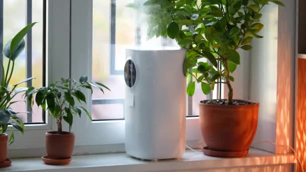 Ergonominen ilmankostutin seisoo ikkunalaudalla kosteuttava kuiva ilma huoneessa, talon mukavuutta kasvien kasvua. Nykyaikainen laite, jolla on ilmanpuhdistimen, puhdistusaineen, raikastimen, ionisaattorin, höyrystimen toiminto - Materiaali, video