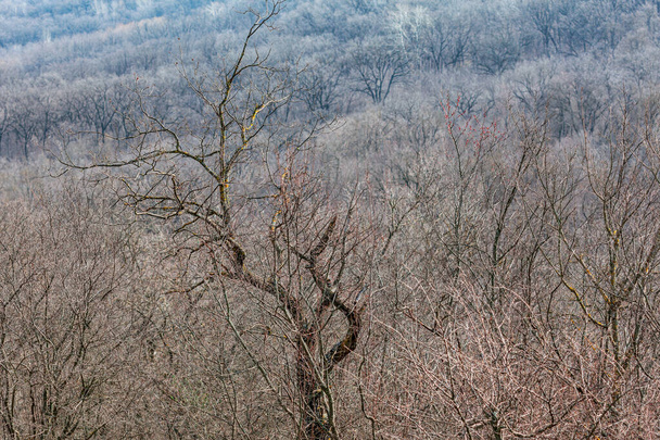 Wczesna wiosna krajobraz z gołymi drzewami i krzewami - Zdjęcie, obraz