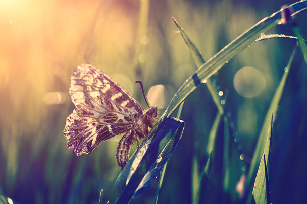 Mariposa en la planta de cerca
 - Foto, imagen