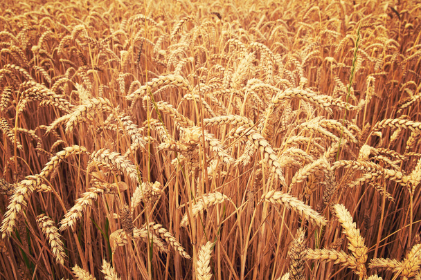 Спелые пшеничные поля
 - Фото, изображение