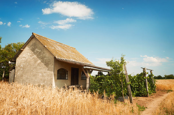 Huis op een tarweveld - Foto, afbeelding