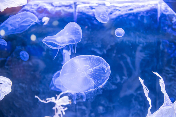 Medusas blancas esponjosas nadando en el agua azul del acuario en Japón - Foto, Imagen