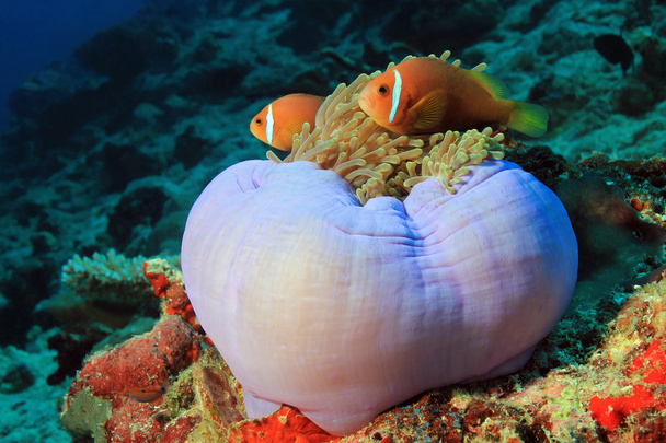 Maldives Anemonefish in een Anemone - Foto, afbeelding
