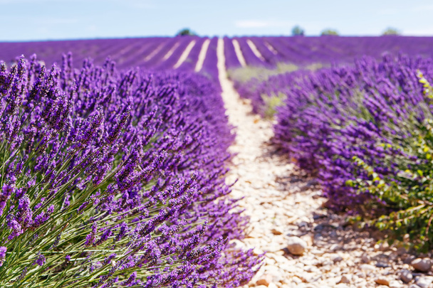 Virágzó levendula mezők közelében Valensole, Provence, Franciaország. - Fotó, kép