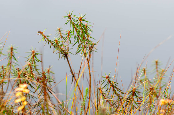 close-up de plantas de pântano, grama, musgo, líquen, floresta e vegetação pantanosa, dia de outono chuvoso e nublado, - Foto, Imagem