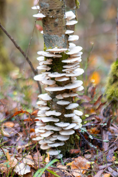 białe szyszki sosnowe różnej wielkości na starym pniu drzewa, deszczowy jesienny dzień w lesie - Zdjęcie, obraz