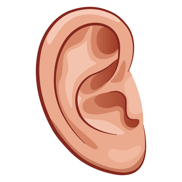 Illustration of ear drawing on white background - Vector, Image