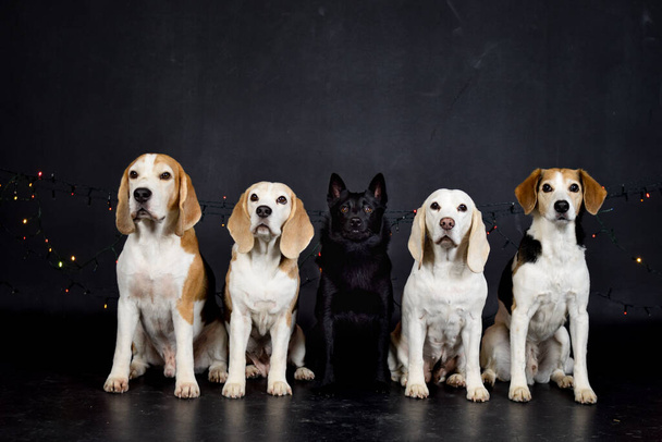 Boże Narodzenie zdjęcie psów w studiu fotograficznym z kolorowymi światłami. Czarne tło w studiu fotograficznym.  - Zdjęcie, obraz