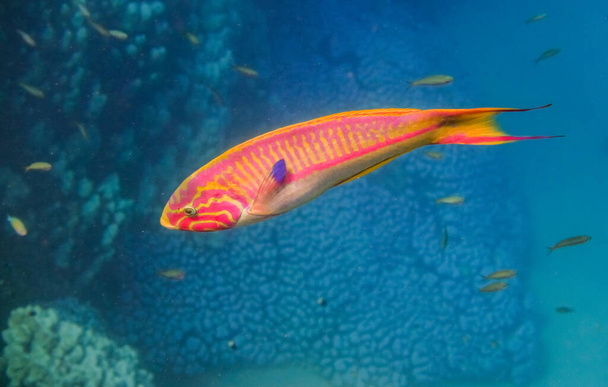 single klunzingers wrasse peixe em água azul do Egito - Foto, Imagem