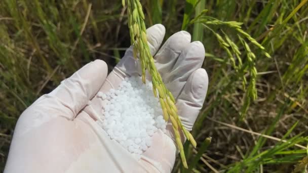 Chemická hnojiva a živiny, které rostliny potřebují, Výzkum půdy a rostlin - Záběry, video