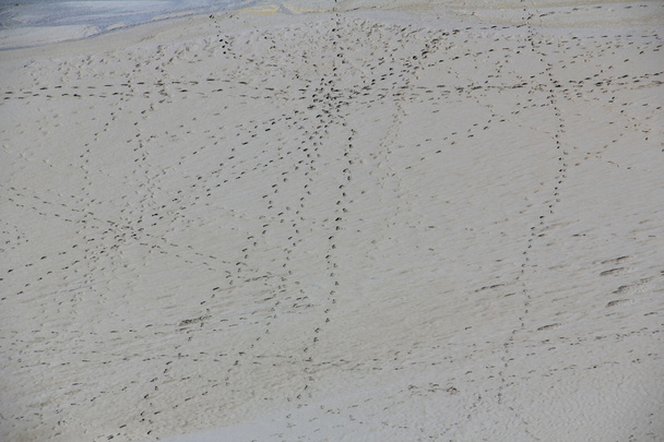 Traces in the Wadden - Photo, Image