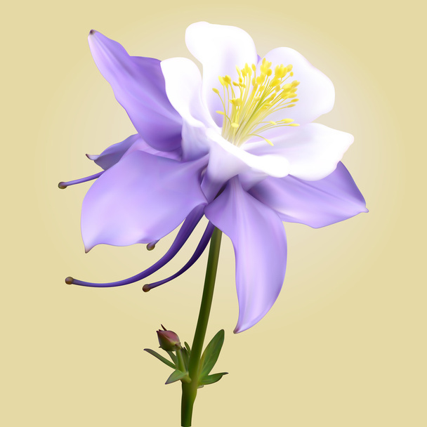 Аквилегия фиолетовый белый - Вектор,изображение