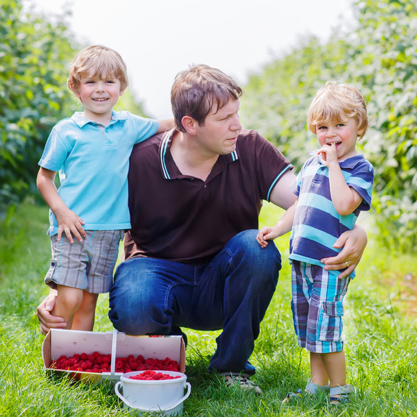 father and two little boys on organic raspberry farm - Foto, afbeelding