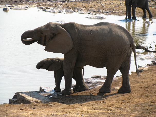 Elephants Etosha National park - Foto, Imagen