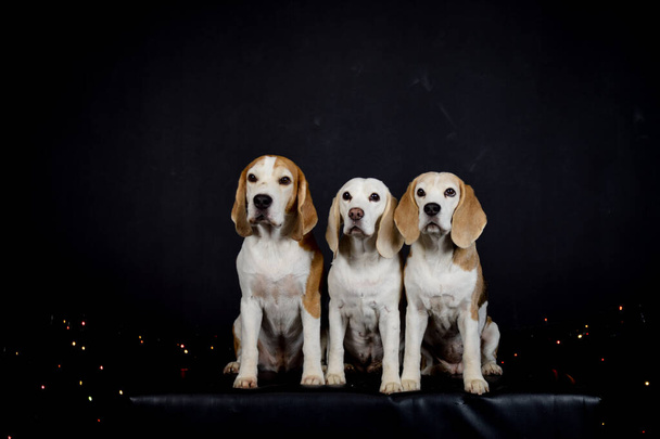 foto de Navidad de los perros en el estudio de fotos con luces de colores. Fondo negro en estudio fotográfico.  - Foto, Imagen