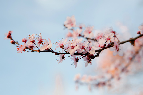 Apple dal çiçek tam  - Fotoğraf, Görsel
