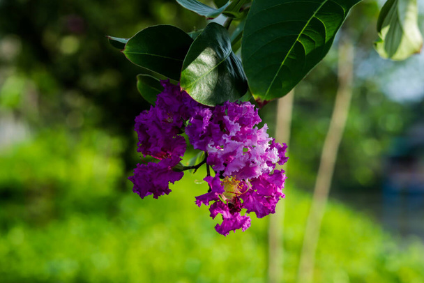 Queen Crape Myrtle, Lagerstroemia, or Crepe Myrtle is a fast-growing, medium-sized, deciduous tree. It stands on an attractive spotted bark that often peels - Photo, Image