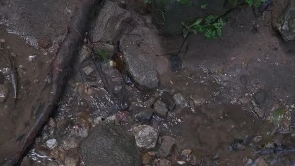 Zeitlupenaufnahme eines klaren Baches, der durch Felsen im Wald fließt. - Filmmaterial, Video