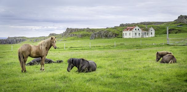 Icelandic Horse - Foto, Bild
