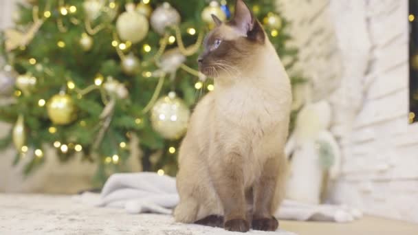 Cute kot siedzi w pobliżu kominka w urządzone do domu Bożego Narodzenia, oglądanie na kamerze, choinka na tle. Dekorowany róg w nowoczesnym domu z choinką, kominkiem i prezentami.  - Materiał filmowy, wideo
